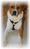 This fine dog was neutered