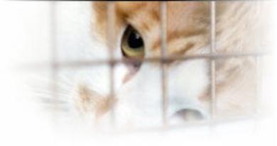 Adopt from the Cherokee Animal Shelter