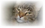 Chevy the cat that thought he was a dog. Please fix your Animal