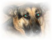 Gentle Emma - Love your Dog