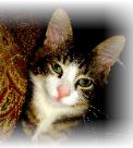 Mr. Fuzzworthy from Ball Ground