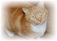 Mr. Pete - a Fat Cat