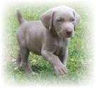 Neuter Your Puppy