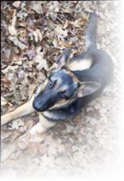 Smokey as a neutered puppy
