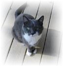 Apollo the Cat, widely know as the smartest housecat ever