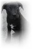 Fix your Puppy like this beautiful pit