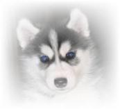 Spayed Dog