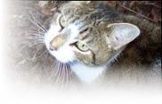 Rosebud - Spay Your Georgia Cat