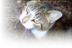 Rosebud the super cat - she is fixed